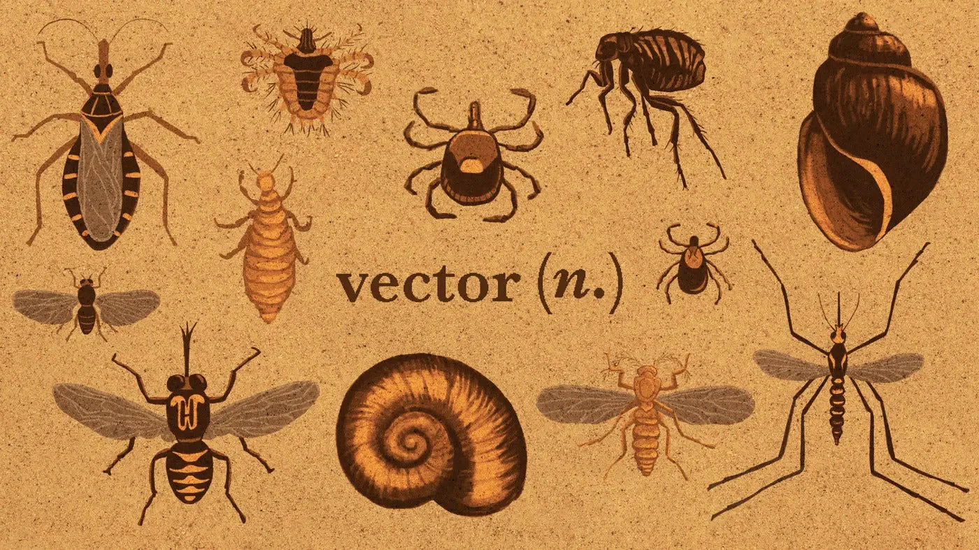 Mosquito Viral, Vector Disease