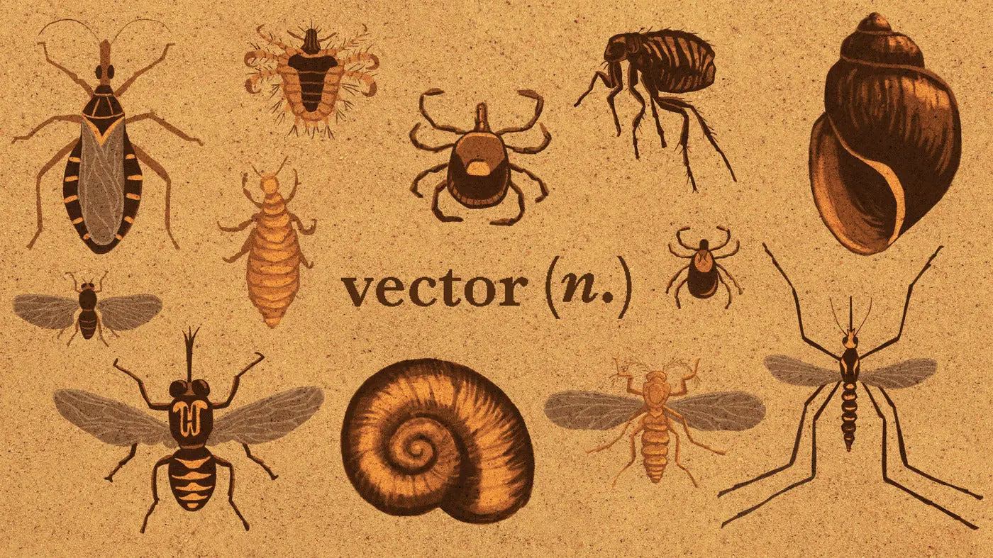 Mosquito Viral, Vector Disease